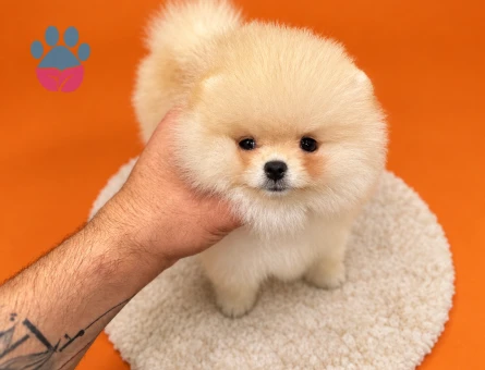 Kore Pomeranian - 9534 - Görsel 5