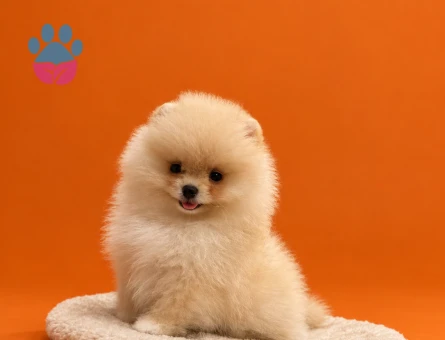 Kore Pomeranian - 9534 - Görsel 4