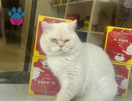 1 Yaşında British Shorthair - 9536 - Görsel 2