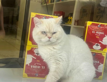 1 Yaşında British Shorthair - 9536