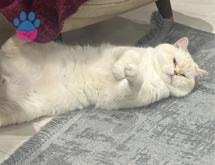 1 Yaşında British Shorthair - 9536 - Görsel 3