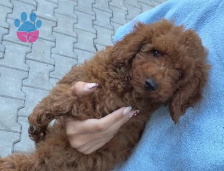 TOYY POODLE - 9538 - Görsel 3