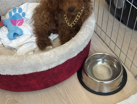 TOYY POODLE - 9538 - Görsel 2