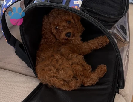 TOYY POODLE - 9538 - Görsel 4