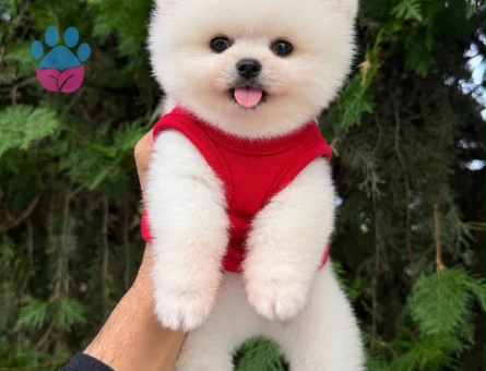 Orjinal Pomeranian Boo İlanımız - 9539 - Görsel 2