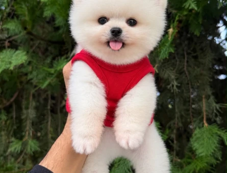 Orjinal Pomeranian Boo İlanımız - 9539