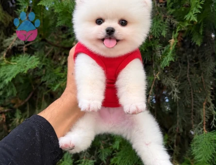 Orjinal Pomeranian Boo İlanımız - 9539 - Görsel 3