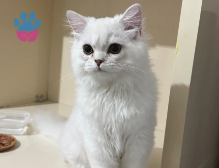 British Longhair Uysal kedim Mia - 9541 - Görsel 3