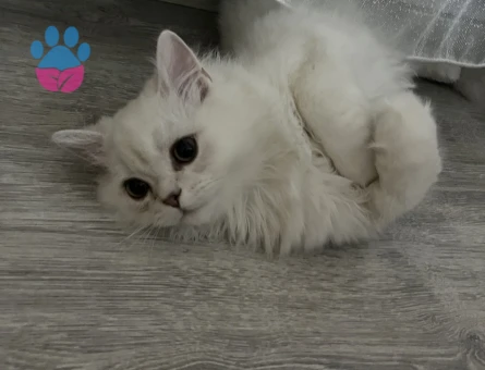 British Longhair Uysal kedim Mia - 9541 - Görsel 2