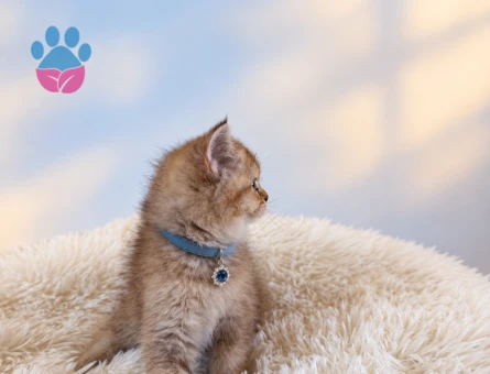 Golden British Shorthair Erkek Yavrumuz - 9542 - Görsel 2