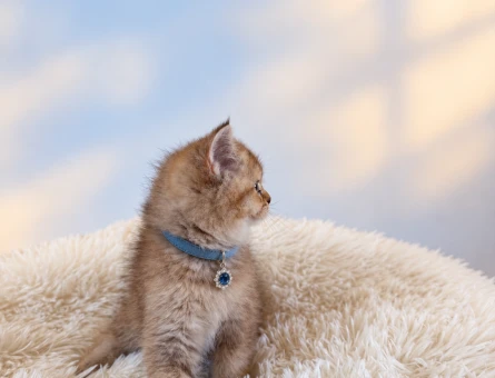 Golden British Shorthair Erkek Yavrumuz - 9542