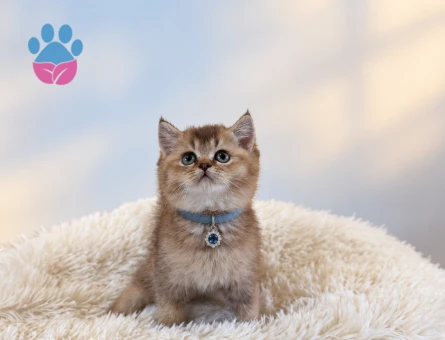 Golden British Shorthair Erkek Yavrumuz - 9542 - Görsel 3