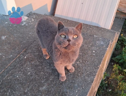 British shorthair 1 Yaşında Yuva Arıyor - 9543 - Görsel 2