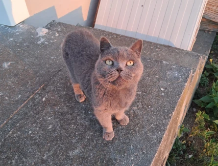 British shorthair 1 Yaşında Yuva Arıyor - 9543