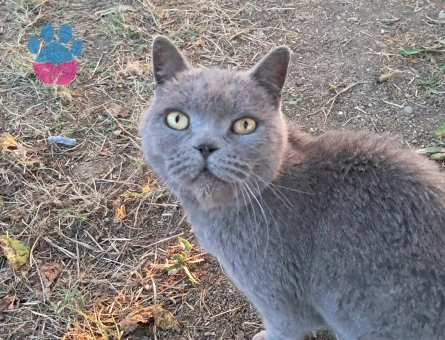 British shorthair 1 Yaşında Yuva Arıyor - 9543 - Görsel 3