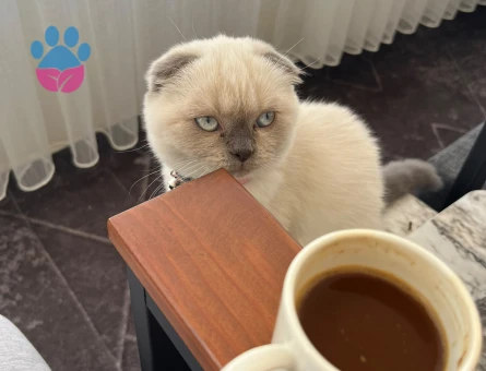Scottish Fold Külkedisine yuva arıyoruz - 9548 - Görsel 2