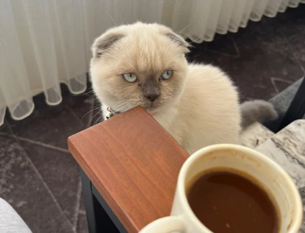 Scottish Fold Külkedisine yuva arıyoruz - 9548