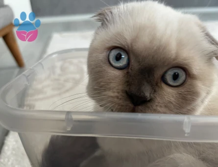 Scottish Fold Külkedisine yuva arıyoruz - 9548 - Görsel 3