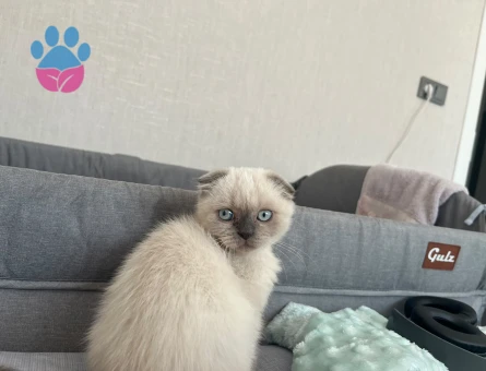 Scottish Fold Külkedisine yuva arıyoruz - 9548 - Görsel 4
