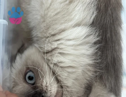 Scottish Fold Külkedisine yuva arıyoruz - 9548 - Görsel 5