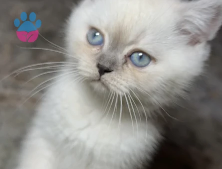 British shorthair colorpoint - 9549 - Görsel 2