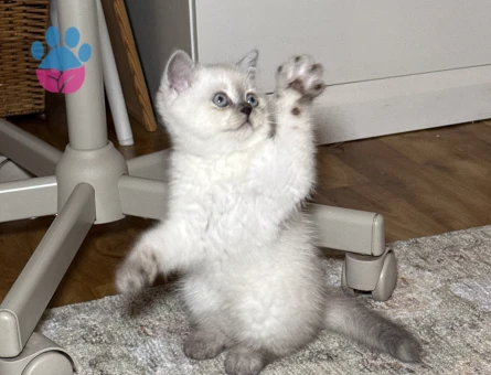 British shorthair colorpoint - 9549 - Görsel 3