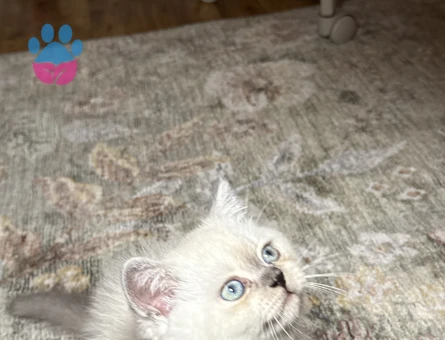 British shorthair colorpoint - 9549 - Görsel 4