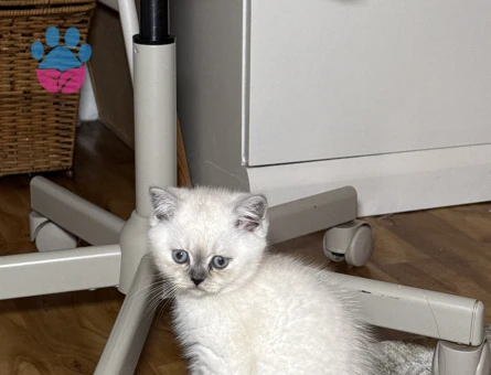 British shorthair colorpoint - 9549 - Görsel 5