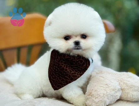 Minik Pomeranian Yavruları 🐾 | Özenli Bakım & Sosyal Gelişim - 9550