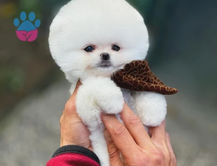 Minik Pomeranian Yavruları 🐾 | Özenli Bakım & Sosyal Gelişim - 9550 - Görsel 3
