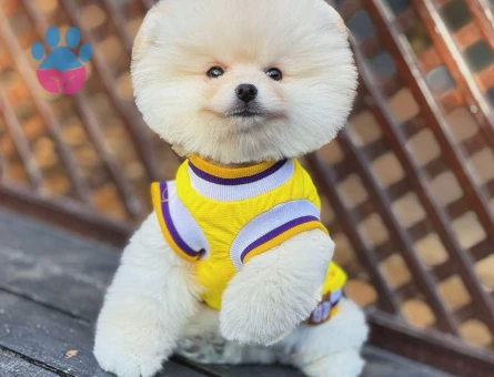 Pomeranian Yavruları | Profesyonel Bakım ve Özenli Yetiştirme - 9551