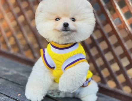Pomeranian Yavruları | Profesyonel Bakım ve Özenli Yetiştirme - 9551