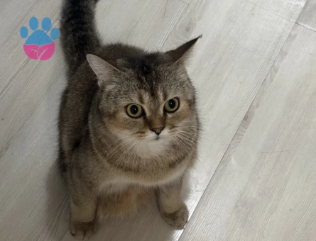 Tatlı oğluşumuza yuva arıyoruz - 9554 - Görsel 2