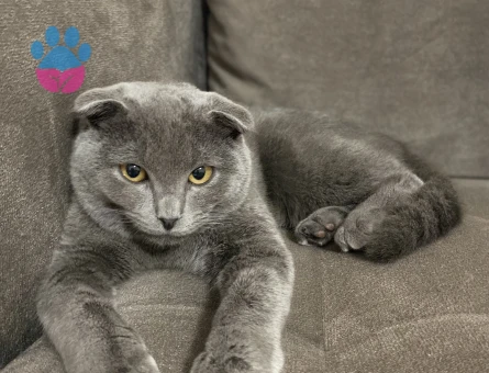 Scottish Fold Sıcacık yuva arıyorum - 9561 - Görsel 2