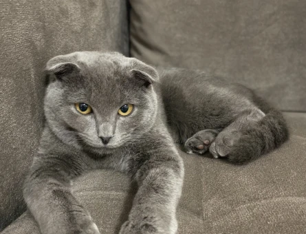 Scottish Fold Sıcacık yuva arıyorum - 9561