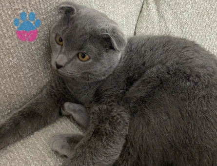Scottish Fold Sıcacık yuva arıyorum - 9561 - Görsel 3
