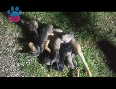 8 Adet Belçika Malinois Yavruları Yeni Yuvalarını Bekliyor - 9562