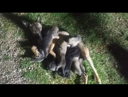 8 Adet Belçika Malinois Yavruları Yeni Yuvalarını Bekliyor - 9562