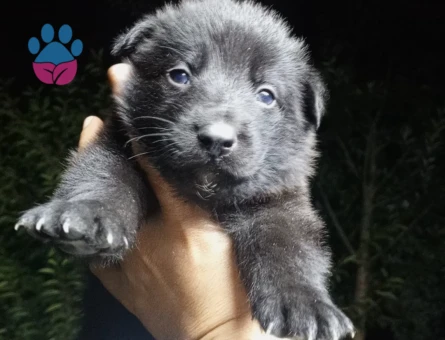 8 Adet Belçika Malinois Yavruları Yeni Yuvalarını Bekliyor - 9562 - Görsel 3