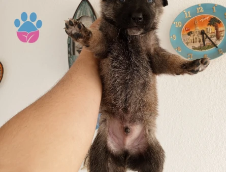 8 Adet Belçika Malinois Yavruları Yeni Yuvalarını Bekliyor - 9562 - Görsel 4
