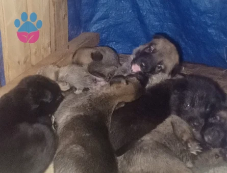 8 Adet Belçika Malinois Yavruları Yeni Yuvalarını Bekliyor - 9562 - Görsel 5