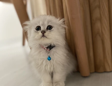 2 aylık oyuncu yavrumuz