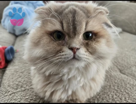 Scottish fold ve british shorthair acil sahiplendirilecektir beylikduzu istanbul