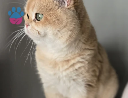 Scottish fold ve british shorthair acil sahiplendirilecektir beylikduzu istanbul