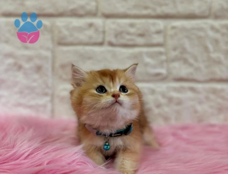 British Shorthair Golden 2 Aylık Erkek