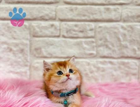 British Shorthair Golden 2 Aylık Erkek
