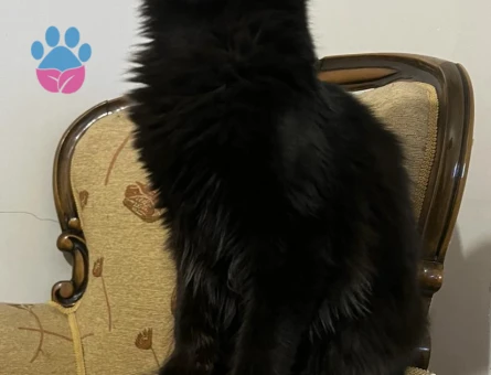 Safkan MaineCoon 3 Aylık Yuva Arıyor