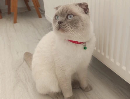 Blue point British shorthair