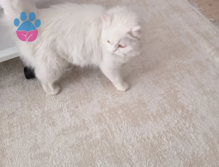 British Shorthair 2 Yaşında Aşıları Tam