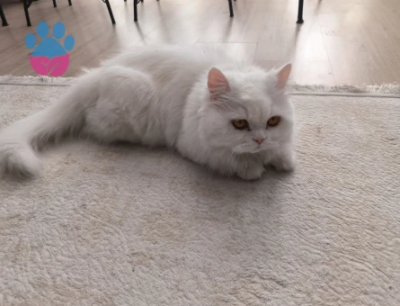 British Shorthair 2 Yaşında Aşıları Tam